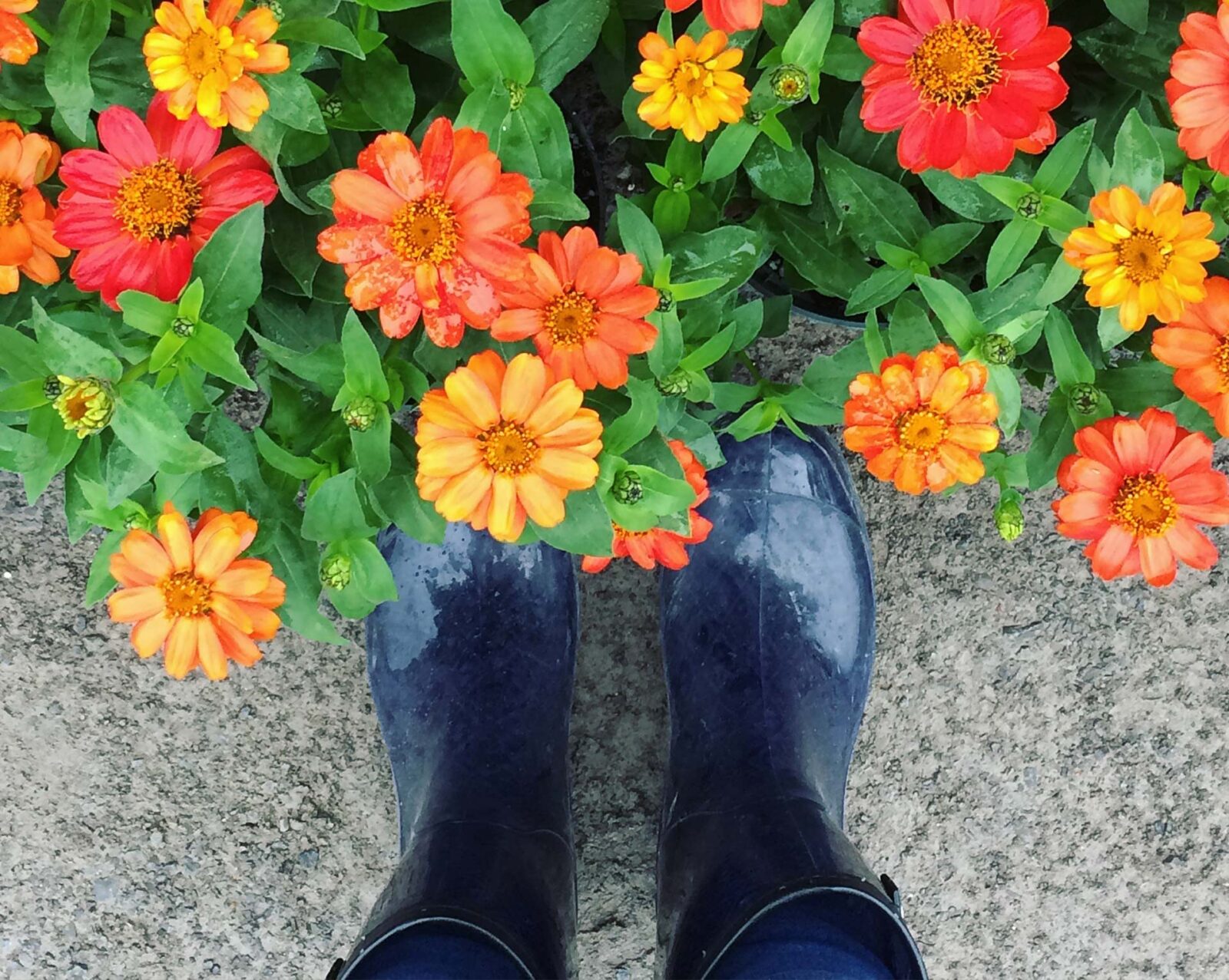 Spring-boots