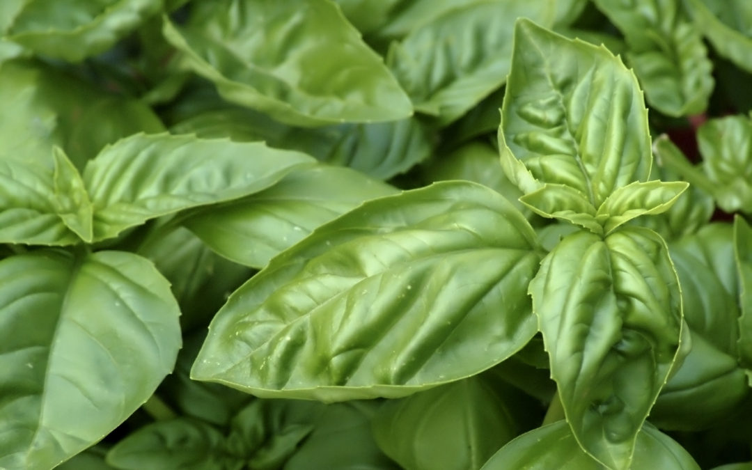 Pesto Contest