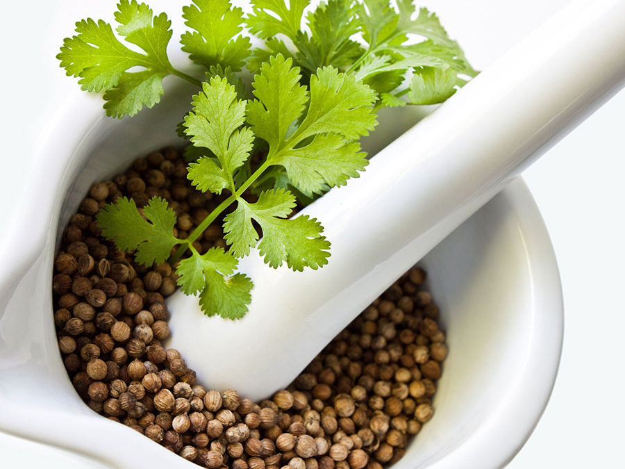 Herb of The Year 2017:  Coriander/Cilantro