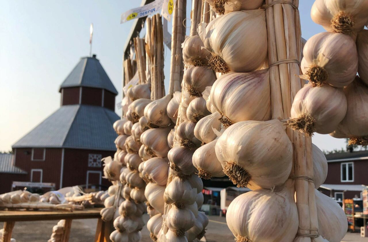 Garlic Festival Month Day 1 Carp Farmers' Market